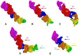 Image result for Rhynchotropis
