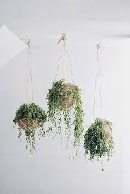 terramm おしゃれまとめの人気アイデア pinterest myriade 植物の装飾 ハンギングプラント 屋内庭園