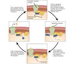 Maybe you would like to learn more about one of these? Ligands Receptors Article Khan Academy