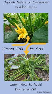 How to prevent worms from eating zucchini plants. Bacterial Wilt Game Over For Squash Cukes And Melons Green Talk