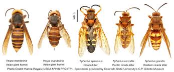 The list below showcases all bees, ants, wasps and similar insects related to the state/territory of texas currently in the insectidentification.org database. Texas A M Agrilife Experts Say Texans Mistakenly Identifying Cicada Killer Wasps As Asian Giant Hornets Front Porch News Texas