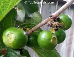 Image result for Vangueria