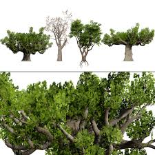 Image result for Sterculia africana