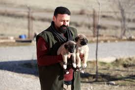 Kangal Kopegi Uzmani Huseyin Yildiz Kangal Kopegi Isirmaz Teslim Alir Sanal Basin