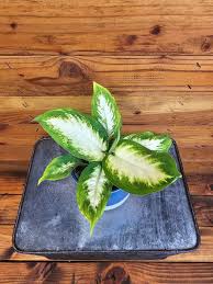 Image result for beautiful dieffenbachia