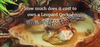 To dry the sand out, spread it in a single layer in the oven at 225 °f (107 °c) for 30 minutes. How Much Does It Cost To Own A Leopard Gecko Exoticdirect
