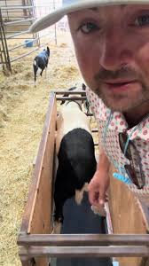 Stark County Fair Canton Ohio Goat