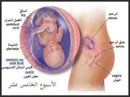 التجمع 15 لمواليد سبتمبر وأكتوبر 2017 عالم حواء. Ø§Ù„Ø§Ø³Ø¨ÙˆØ¹ Ø§Ù„Ø®Ø§Ù…Ø³ Ù…Ù† Ø§Ù„Ø­Ù…Ù„ Ø¹Ø§Ù„Ù… Ø­ÙˆØ§Ø¡ Ø§Ù„Ø´Ù‡Ø± Ø§Ù„Ø³Ø§Ø¯Ø³ Ù…Ù† Ø§Ù„Ø­Ù…Ù„ Ø¨Ø¯Ø¡Ø§ Ù…Ù† Ø§Ù„Ø§Ø³Ø¨ÙˆØ¹ 21 Ø­ØªÙŠ Ø§Ù„Ø§Ø³Ø¨ÙˆØ¹ For More Information And Source See On This Link Notquitedonne