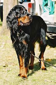 The gordon setter is a tireless worker and enjoys abundant exercise and attention. Gordon Setter Wikipedia