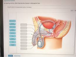 This diagram depicts heart diagram with parts and labels. Solved Reproductive Anatomy Art Labeling Activity Male Chegg Com