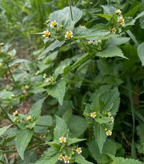 Image result for Galinsoga parviflora