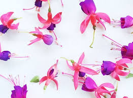 We all admire flowers for their beauty, colour and fragrance but what about their are they all style and no substance? Edible Flowers Perth Home Facebook