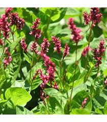 Image result for Indigofera melanadenia