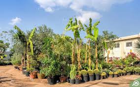 Based in the southwest of england, we sell a wide variety of plants, seeds, fire bowls, winter protection and an assortment of garden accessories! Plant Nurseries In Dubai Zabeel Nursery Garden Centre More Mybayut