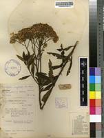 Image result for Nidorella welwitschii