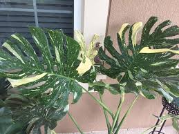 But this uniquely patterned plant is generally easy to care for. Variegated Monstera A Closer Look At The New Trending Houseplant Greenkosh