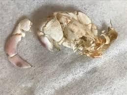 オカヤドカリ ジェシカ の大好物 にんじん Kimiのおすすめ