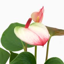 Антуриум (anthurium) уход и полив. Anthurium Elegance