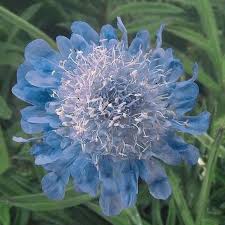 Maybe you would like to learn more about one of these? Pincushion Flowers Seeds Scabiosa Caucasica Perfection Blue Perennial Caribbeangardenseed