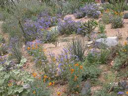 This lonely flower was growing out in the desert in a flat area. California Desert Flowers Southwestdesertlover
