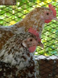 Black Bird With Red Spots On Neck Aloha Chickens May Be Buff Red Or Brown With White Spots On Top Beautiful Chickens Chicken Breeds Animal Photo