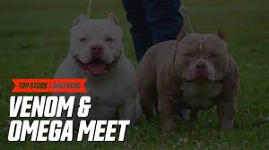 We did not find results for: Louis V Son Omega Meets His Half Brother Venom Top American Bully Studs Venomline Pocket Bullies Youtube