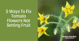 There should be a simple reason as to why your nasturtium isn't flowering. 5 Ways To Fix Tomato Flowers Not Setting Fruit Home Garden Vegetables