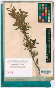 We were very impressed with the driver, a young chap from india, driver id 43566, taxi 6319. The Wendlands Of Herrenhausen Gardens Hanover Germany A Study Of Their Australian Plant Specimens In The Herbarium Of The University Of Goettingen Goet