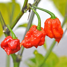 Like most hot peppers, carolina reapers require full sun. Order Carolina Reaper Chili Seeds At Chili Shop24 Com