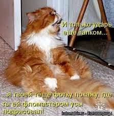 приколы с котами с надписями: 19 тыс изображений найдено в Яндекс.Картинках | Смешные котята, Смешные фотографии кошек, Смешные кошки