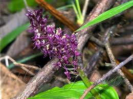 Image result for Liparis