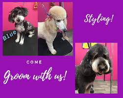 Our mobile pet grooming service is a calm, relaxing environment your have a grubby pet? Pet Grooming Salon Cat Dog Grooming Spa In Las Vegas At Woof Gang Bakery Grooming Henderson