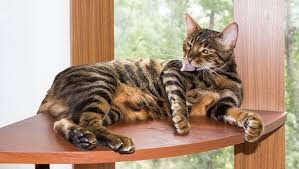 The bengal kittens inherited a strong character from their wild ancestors, but are known for their friendly and playful nature. Tiger Cats Is There A Domestic Tiger Cat Breed Cattime
