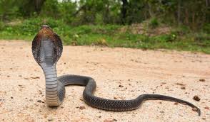 Does cobra coverage count as creditable coverage? What Is Cobra Health Insurance Coverage Dumbaugh Insurance