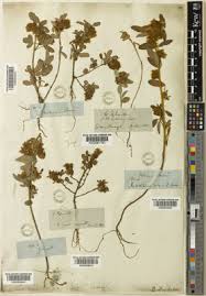 Image result for Grona barbata