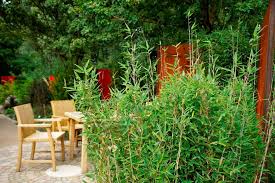 Weitere ideen zu bambus, garten, pflanzen. Was Ist Bambus Bambuspflanzen Sussgraser Alles Was Sie Uber Bambus Wissen Sollten Erfahren Sie Hier Bei Uns Bambuswald