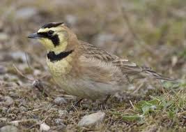 Image result for Alectra glandulosa