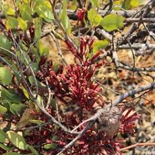 Image result for Tapinanthus forbesii