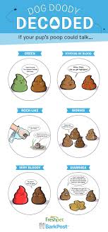 When i cleaned up the poop, the paper towel looked like. What Does The Color Of Your Dog S Poop Mean Barkpost