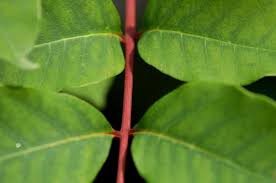 See Poison Sumac Leaves And Other Parts For Positive Identification Poison Sumac Pictures Poison Sumac Plant Poison Ivy Plants