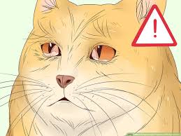 Direct injection into the polyp is not approved by the us food and drug administration. How To Diagnose And Treat Aural Polyps In Cats 11 Steps