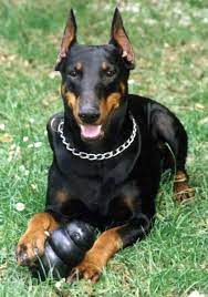 Guard Dogs Guard Dogs Breeds Of Dogs Doberman Dogs Doberman Dog Breed Doberman