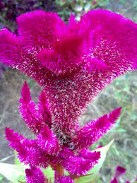 Pada banyak tanaman, bunga adalah bagian yang paling berwarna. Bunga Yang Indah Dan Cantik Steemit