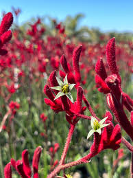 Image result for Anigozanthos