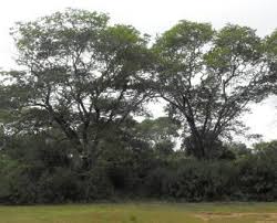 Image result for Millettia lasiantha