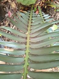 Image result for Encephalartos munchii