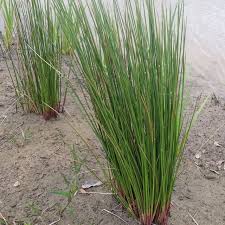 Image result for Juncus kraussii