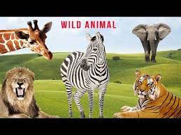 كوكب بري صوت الحيوانات البرية youtube animals wild animals zebra