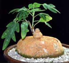 Image result for Adenia stenodactyla