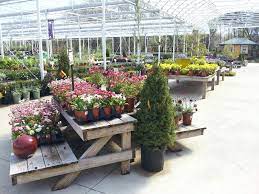 The Perennial Department Is Really Blooming Garden Center Perennials Plants